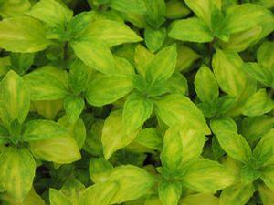 Mint  'Emerald and Gold'