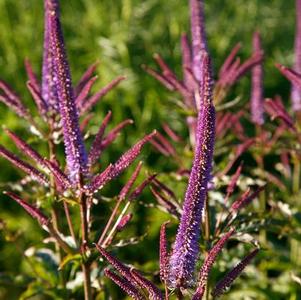 Veronicastrum virginicum 'Red Arrow' Veronicastrum virginicum 'Red Arrow'