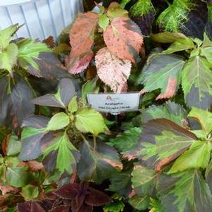 Acalypha 'Tiki Jungle Cloak' Acalypha 'Tiki Jungle Cloak'