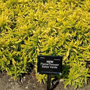 Coleus 'FlameThrower™ Salsa Verde' Coleus 'FlameThrower™ Salsa Verde'
