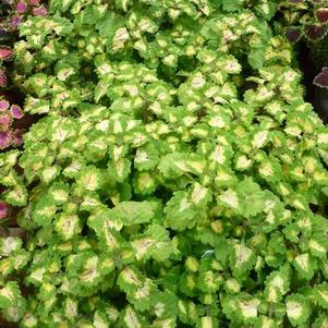 Coleus 'Great Falls Yosemite' Coleus 'Great Falls Yosemite'