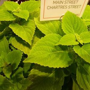 Coleus 'Main Street Chartres Street' Coleus 'Main Street Chartres Street'