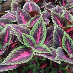 Coleus 'Main Street Ruby Road' Coleus 'Main Street Ruby Road'