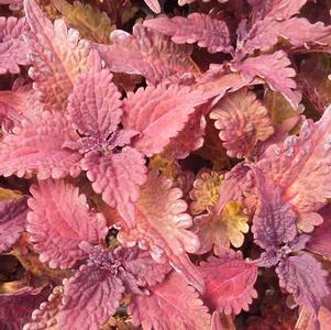 Coleus 'Stained Glassworks™ Copper' Coleus 'Stained Glassworks™ Copper'