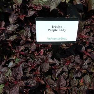 Iresine 'Purple Lady' Iresine 'Purple Lady'