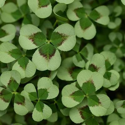 Trifolium 'Limerick Leonore' Trifolium 'Limerick Leonore'