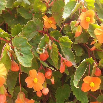 Begonia sutherlandii Begonia sutherlandii