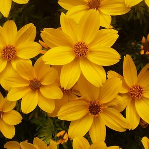 Bidens 'Pop Star' Bidens 'Pop Star'