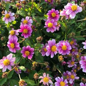 Bidens 'Pretty in Pink™' Bidens 'Pretty in Pink™'