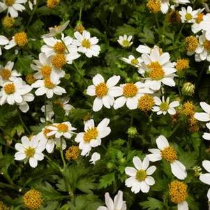 Bidens 'White Delight™' Bidens 'White Delight™'