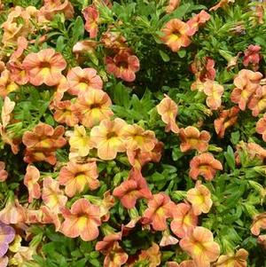 Calibrachoa 'Chameleon® Indian Summer Improved' Calibrachoa 'Chameleon® Indian Summer Improved'