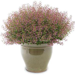 Cuphea 'Fairy Dust™ Pink' Cuphea 'Fairy Dust™ Pink'