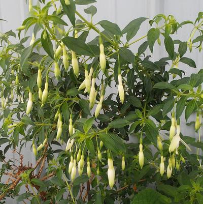 Fuchsia 'Hawkshead' Fuchsia 'Hawkshead'