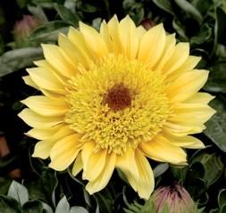 Gazania 'SunBathers® Cremazu' Gazania 'SunBathers® Cremazu'