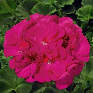 Geranium 'Sunrise™ Violet' Geranium 'Sunrise™ Violet'