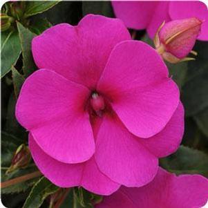 Impatiens 'Bounce™ Violet' Impatiens 'Bounce™ Violet'