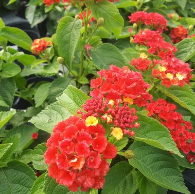 Lantana 'Bloomify™ Red' Lantana 'Bloomify™ Red'