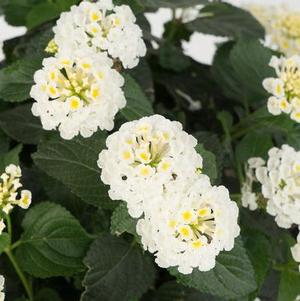 Lantana 'Havana® Full Moon' Lantana 'Havana® Full Moon'