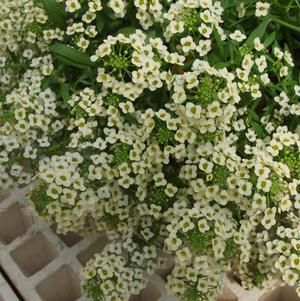 Lobularia 'Yolo French Vanilla' Lobularia 'Yolo French Vanilla'