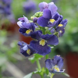 Nemesia 'Nesia™ Dark Blue' Nemesia 'Nesia™ Dark Blue'