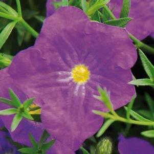 Nierembergia 'Lara™ Dark Blue' Nierembergia 'Lara™ Dark Blue'
