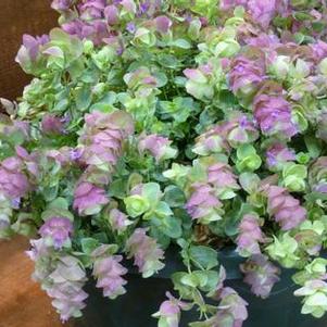 Origanum 'Kirigami' Origanum 'Kirigami'