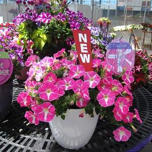 Petunia 'Colorworks™ Pink Star' Petunia 'Colorworks™ Pink Star'