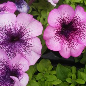 Petunia 'Fortunia® Early Red' Petunia 'Fortunia® Early Red'