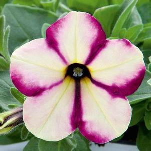 Petunia 'Headliner™ Banana Cherry Swirl' Petunia 'Headliner™ Banana Cherry Swirl'