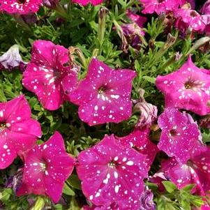 Petunia 'Headliner™ Pink Sky' Petunia 'Headliner™ Pink Sky'
