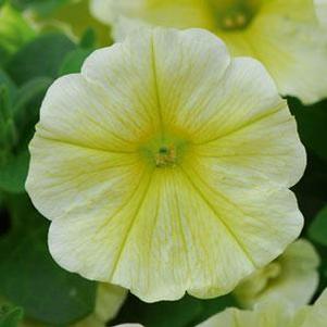 Petunia 'Headliner™ Yellow' Petunia 'Headliner™ Yellow'