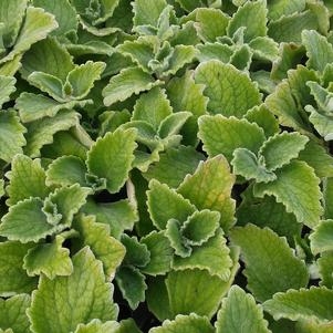 Plectranthus 'Nicoletta' Plectranthus 'Nicoletta'
