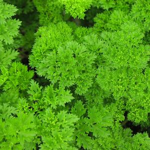 Parsley, curled Forest Green