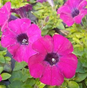 Petunia 'Littletunia® Shiraz' Petunia 'Littletunia® Shiraz'