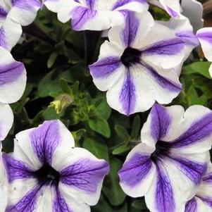 Petunia 'Potunia® Starfish' Petunia 'Potunia® Starfish'