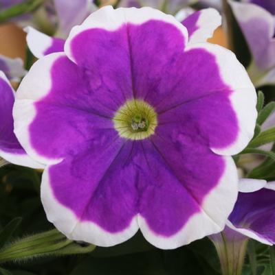 Petunia 'Surprise Amethyst Halo' Petunia 'Surprise Amethyst Halo'