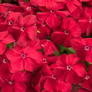 Phlox 'Intensia® Red Hot' Phlox 'Intensia® Red Hot'