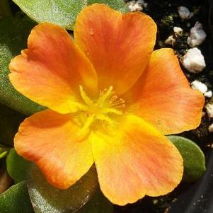 Portulaca 'Pazzaz Nano™ Orange' Portulaca 'Pazzaz Nano™ Orange'