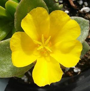 Portulaca 'Pazzaz Nano™ Yellow' Portulaca 'Pazzaz Nano™ Yellow'