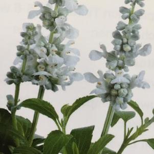 Salvia farinacea 'Majesty White' Salvia farinacea 'Majesty White'