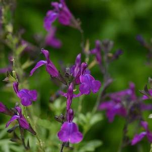 Salvia greggii 'Mirage™ Deep Purple' Salvia greggii 'Mirage™ Deep Purple'