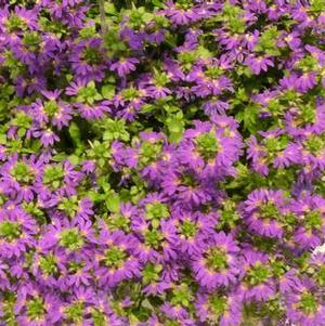 Scaevola 'Surdiva® Blue Violet' Scaevola 'Surdiva® Blue Violet'