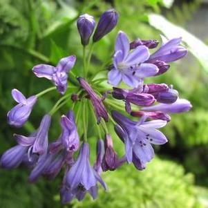 Agapanthus 'Pinocchio' Agapanthus 'Pinocchio'