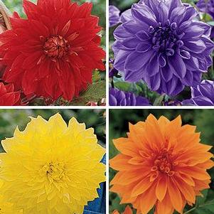 Dahlia 'Dinnerplate Mix' Dahlia 'Dinnerplate Mix'