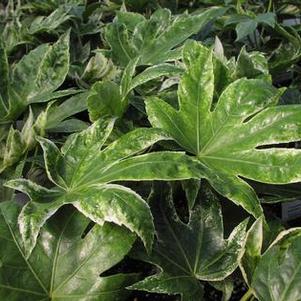 Fatsia 'Spider Web' Fatsia 'Spider Web'