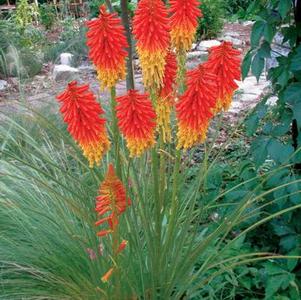 Kniphofia 'Papaya Pop' Kniphofia 'Papaya Pop'