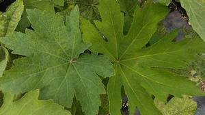 Napaea dioica Napaea dioica