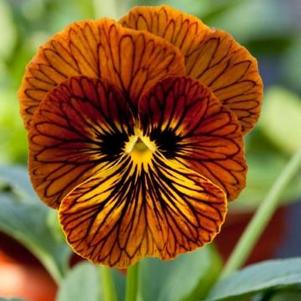 Viola 'Tiger Eye Red' Viola 'Tiger Eye Red'