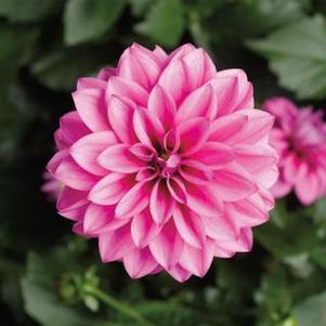 Dahlia 'Grandalia Pink' Dahlia 'Grandalia Pink'