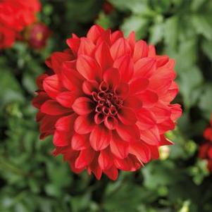Dahlia 'Grandalia Red' Dahlia 'Grandalia Red'